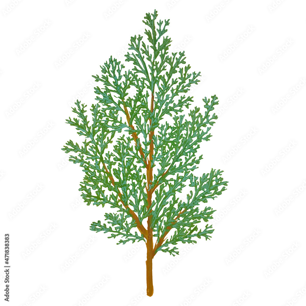 A branch of juniper, isolated on a white background, stock illustration drawn in gouache and watercolor, for design and decor A branch of juniper, isolated on a white background, stock illustration drawn in gouache and watercolor, for design and decor