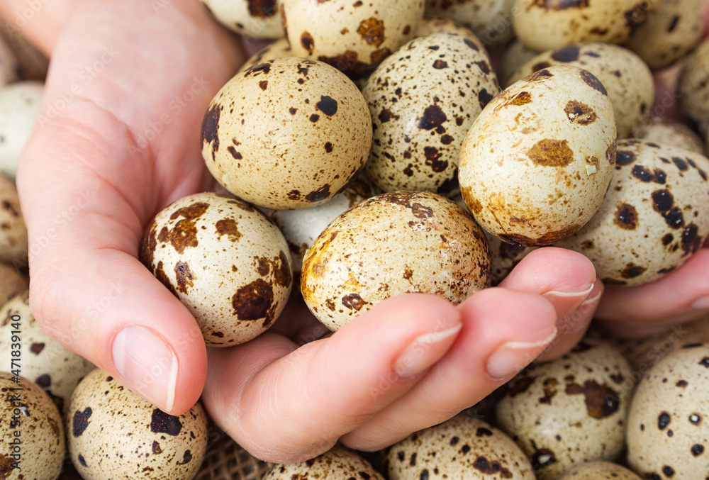 Obraz premium Quail eggs. Close-up, selective focus.