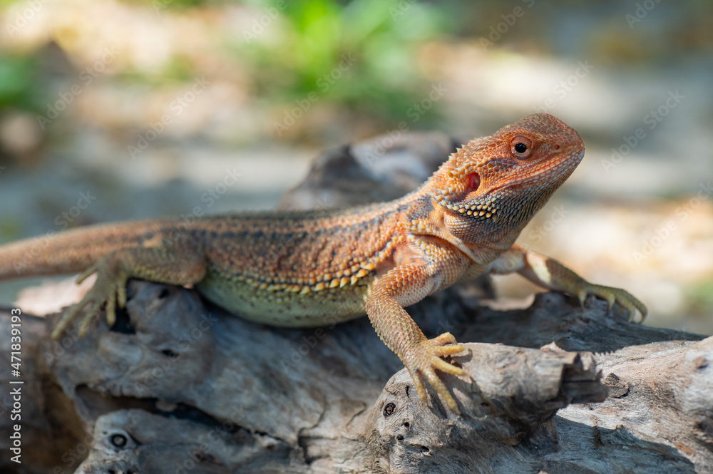 bearded dragon on ground with blur background bearded dragon on ground with blur background