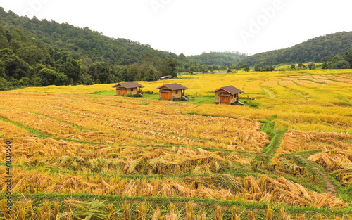 Golden rice field at Mae Klang Luang village