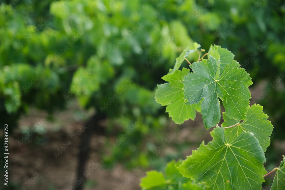Natural vine leaves in the vineyard Natural vine leaves in the vineyard