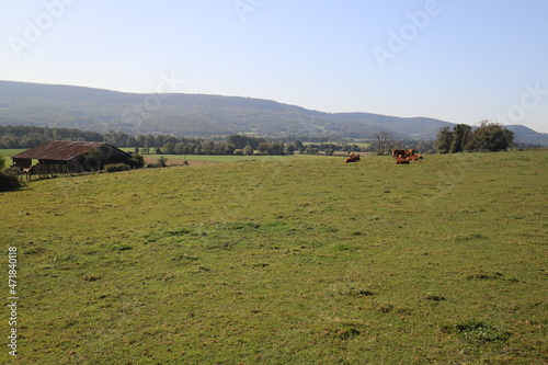 Brown cows on a green hill. Photo was taken in the summer on a sunny day.