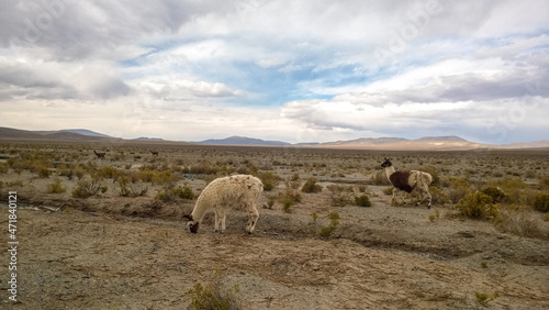 altiplano lama under a beautiful sky