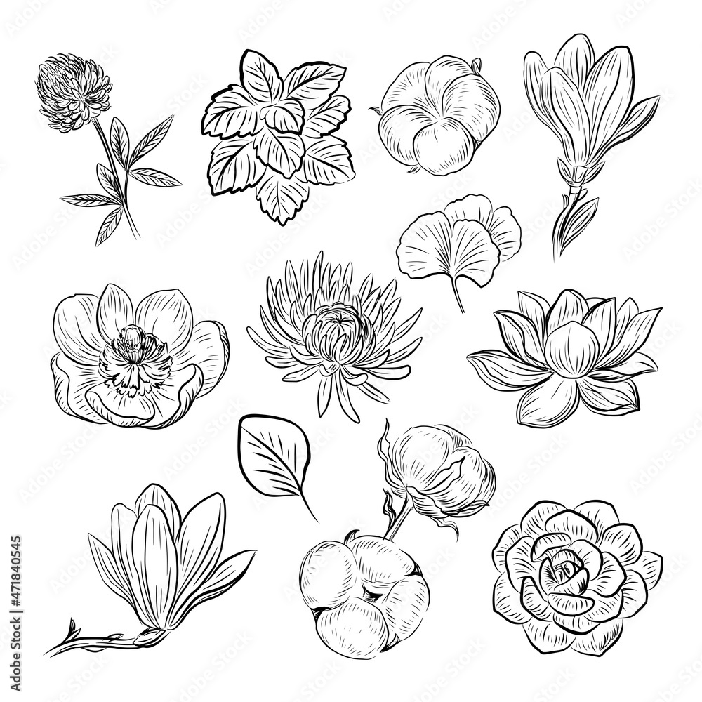 Herbs and flowers set. Vector illustration of a botanics. Black and white vintage flowers