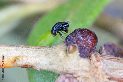 Scutellista caerulea (Pteromalidae) is an important, common biological control agent of scales (Hemiptera: Coccidae). Parasited  black scale - Saissetia oleae on olive tree. photo