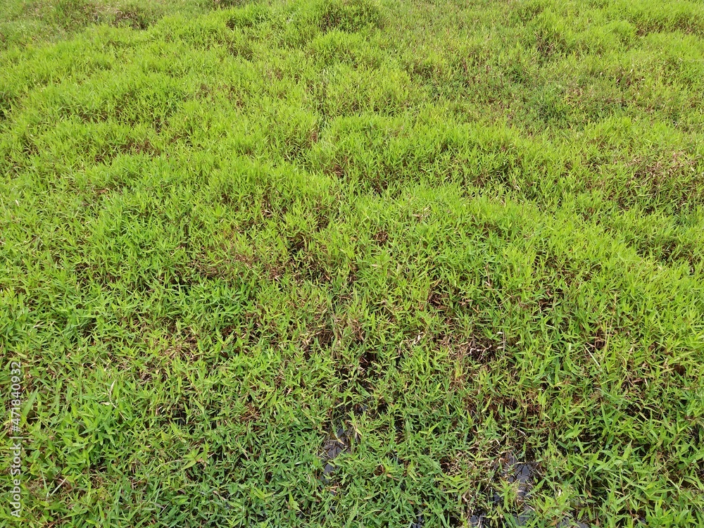 Green plant and grass in Sri Lankan Nature