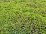 Green plant and grass in Sri Lankan Nature