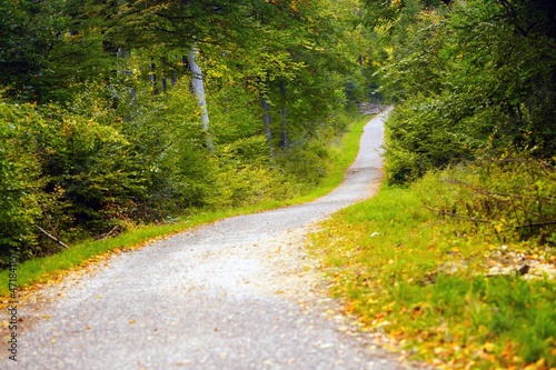 Forest road with autumnal leaves on the ground