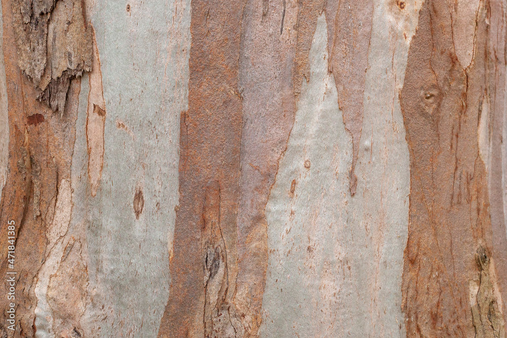 Fototapeta premium Natural brown wooden tree trunk background closeup