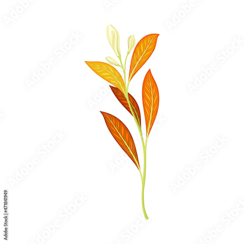Plant with orange narrow leaves and white flowers vector illustration on white background