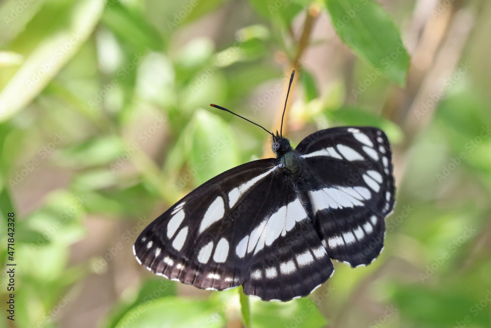 A day butterfly from the family nymphalidae (Neptis sappho).
The butterfly is very trusting, is not afraid of a person, sits on his hands, on his face.
A day butterfly from the family nymphalidae (Neptis sappho).
The butterfly is very trusting, is not afraid of a person, sits on his hands, on his face.
