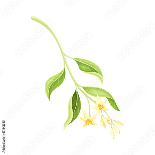 Orange blossoming branch with white flowers vector illustration