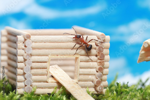 An ant is building a log house. An ant runs around a small model of a log cabin of a wooden house and looks like a builder.