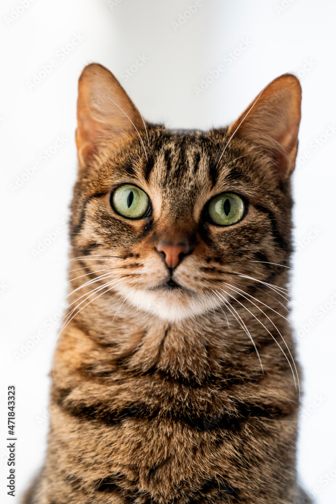Beautiful cat in a light and white environment with beautiful green eyes Beautiful cat in a light and white environment with beautiful green eyes
