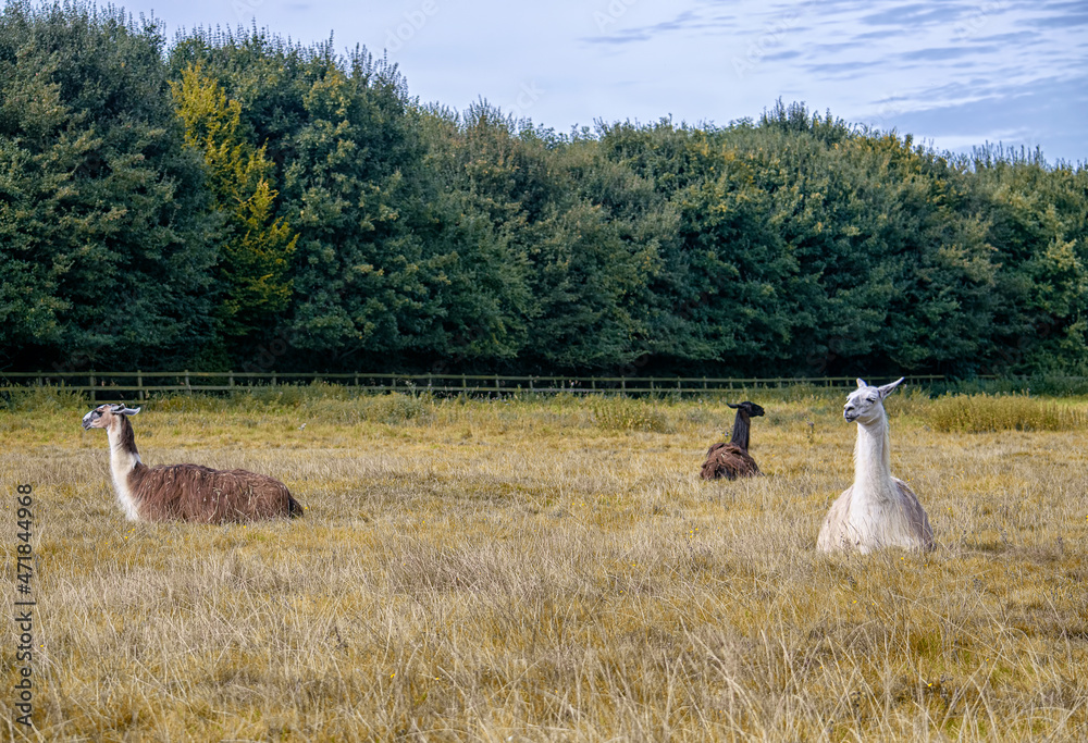 Fototapeta premium Llamas resting on the field on a farm