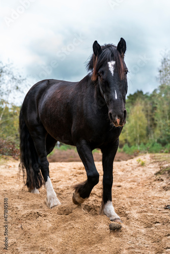 Welsh Horse Mare