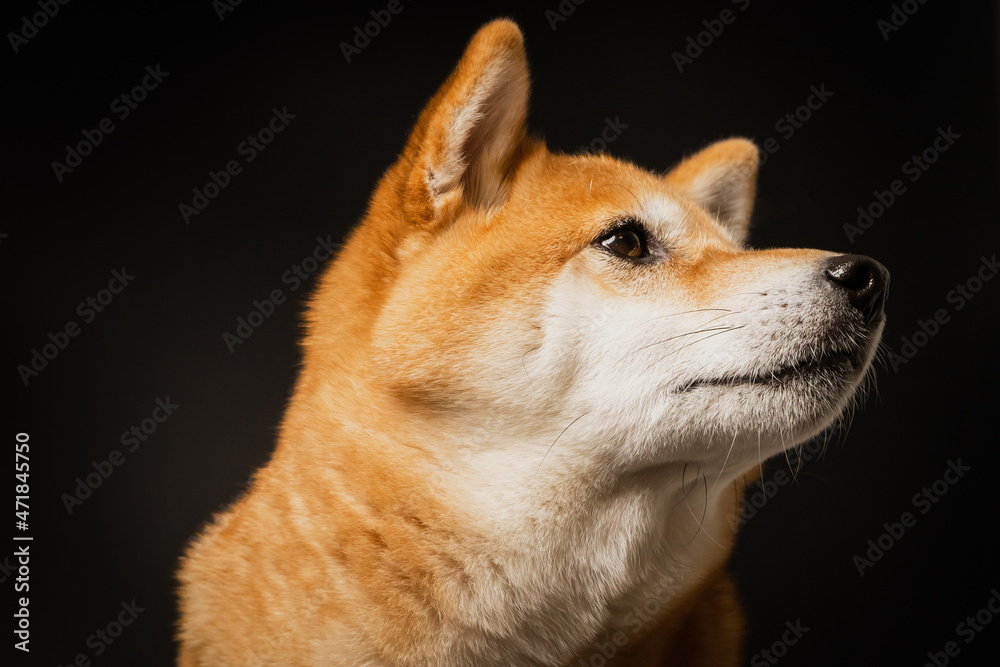 close up portrait of a dog