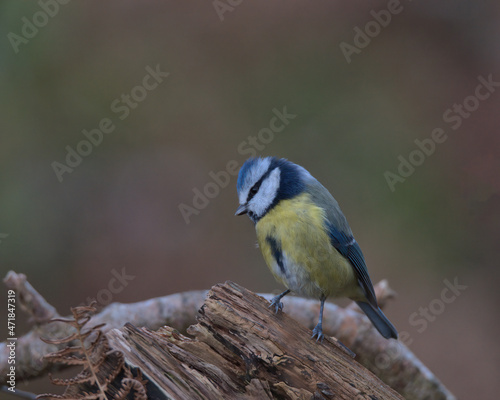 Eurasian blue tit perched on a branch .
