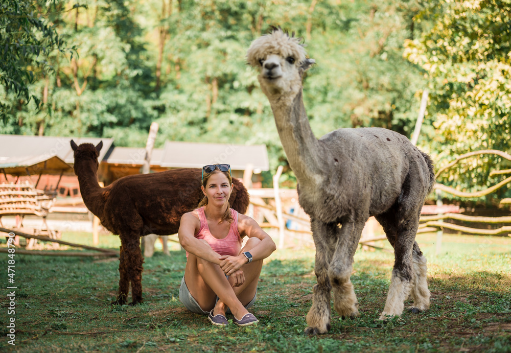 Fototapeta premium Woman sitting with alpacas at farm