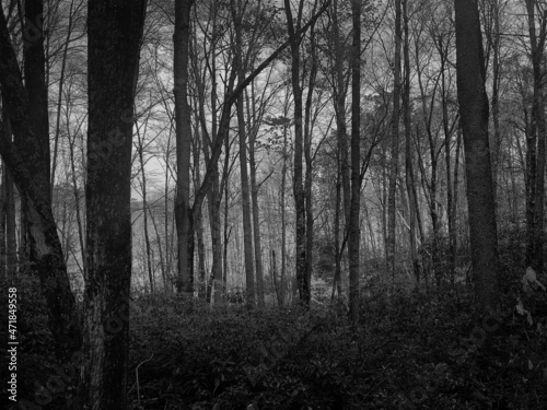 Early morning woods.  © Greg