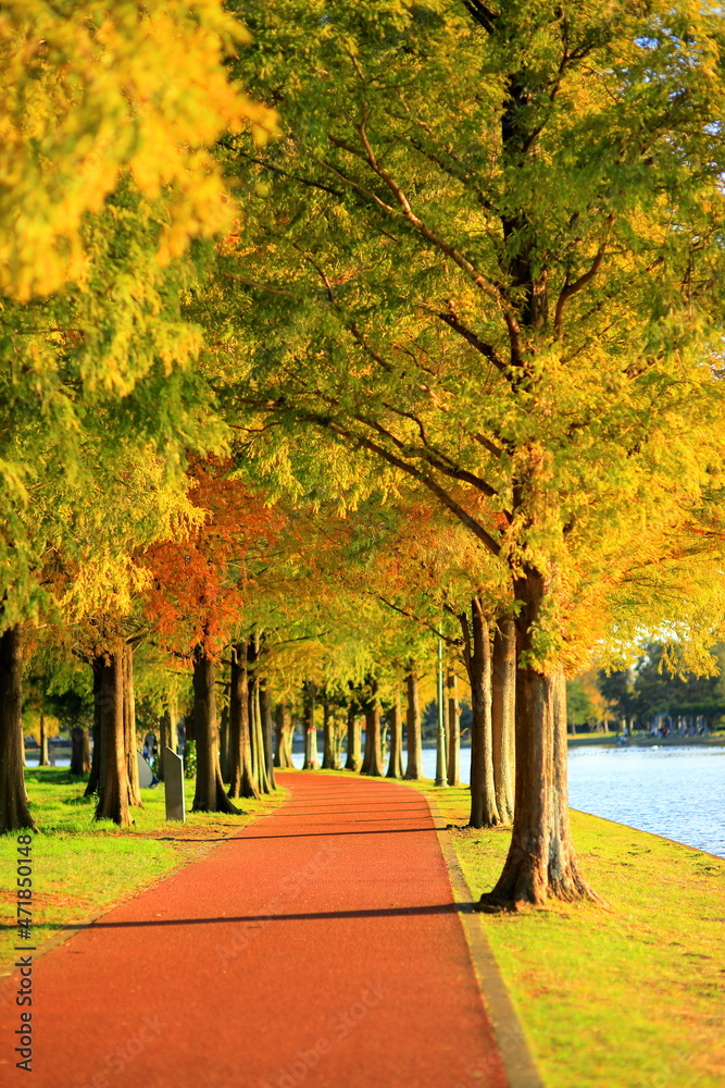 Naklejka premium autumn in the park
