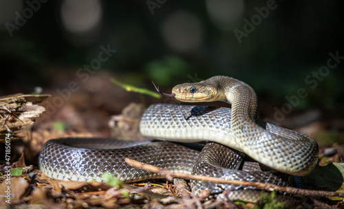 Eine europäische Äskulapnatter Schlangenart in freier Wildbahn. 