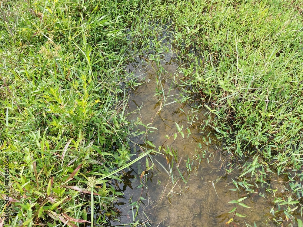 Beautiful green grass and canal in Sri Lanka Beautiful green grass and canal in Sri Lanka