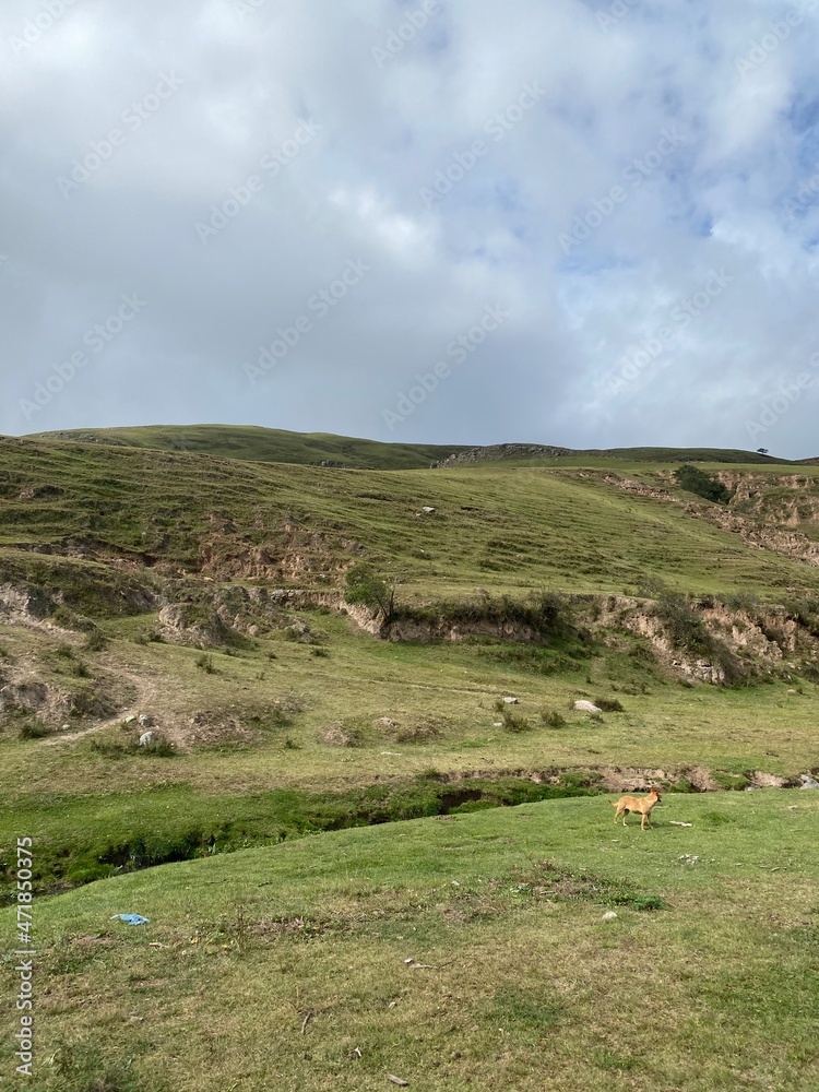 Obraz premium landscape with grass and sky