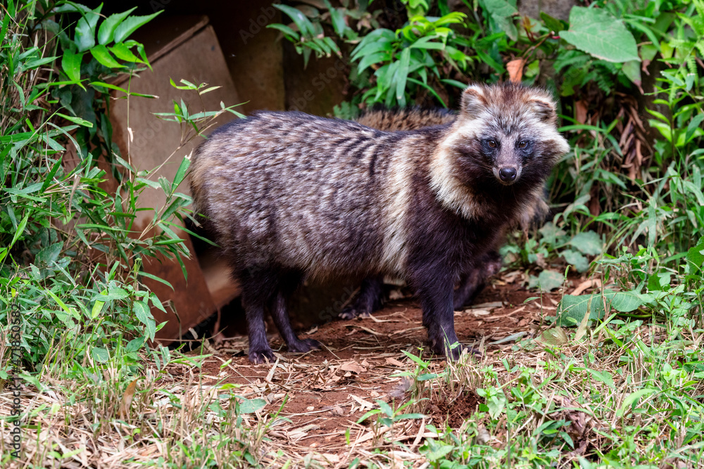 Naklejka premium タヌキ, Japanese racoon dog, 日本