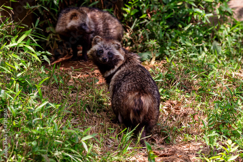 タヌキ, Japanese racoon dog, 日本