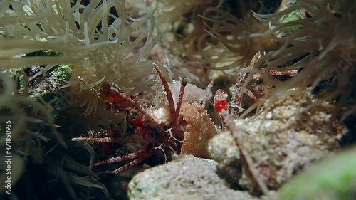 Large red Convex reef crab with big claws (Carpilius convexus) slowly moving across a mossy rock. The seafloor around the crab is full of colorful flora and fauna, with many types of plants and reefs. photo