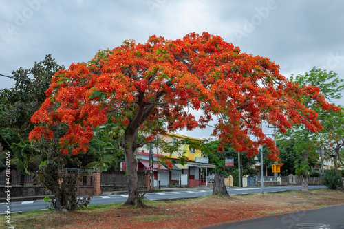 Valokuva royal poinciana, (Delonix regia), also called flamboyant tree or peacock tree