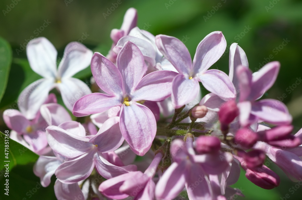 Lilac with a flower with five petals close-up Lilac with a flower with five petals close-up