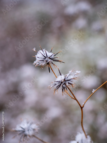 雪と植物