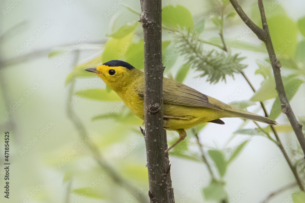 Obraz premium Male black-capped yellow Wilson's Warbler close up in forest