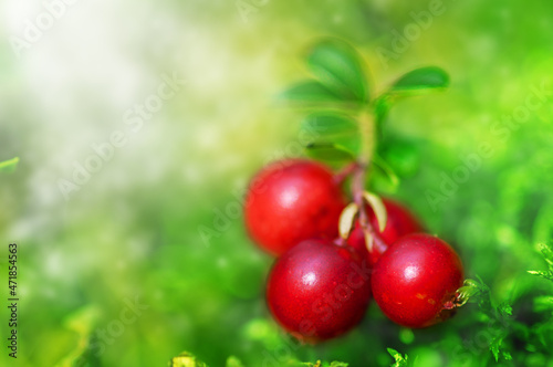 bush of ripe red cranberries close up on green moss