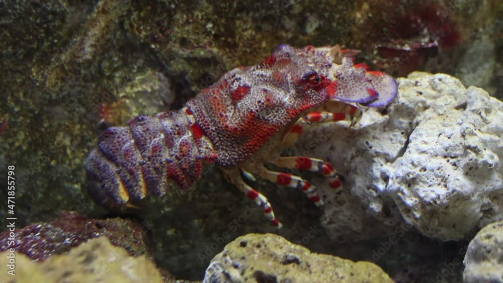Slipper Lobster walking along the bottom of the Ocean Floor