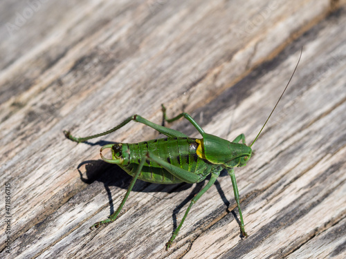 Polysarcus denticauda male insect, detail of large green grasshopper photo