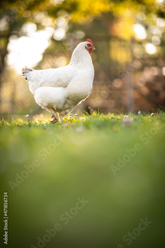 Hen in a farmyard (Gallus gallus domesticus)