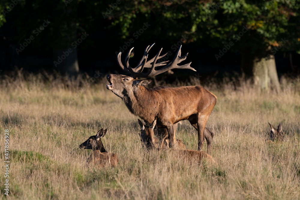 Obraz premium Cerf élaphe, biche, cerf, brame, cervus elaphus