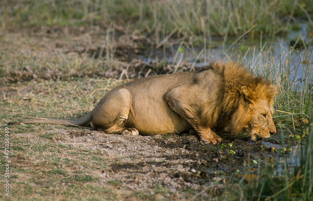 lion, male ,, Panthera leo, Kenya, Afrique