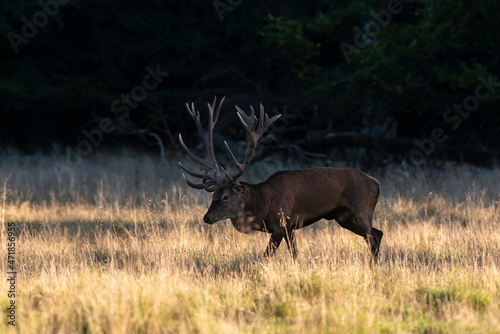 Cerf   laphe  cervus elaphus