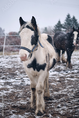 Horse in a corral at the beginning of winter with flying snow