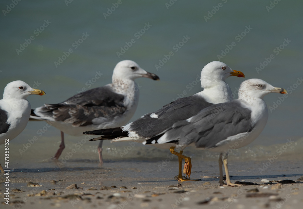Caspian Gulls and Yellow-legged gull at Busaiteen coast of Bahrain Caspian Gulls and Yellow-legged gull at Busaiteen coast of Bahrain
