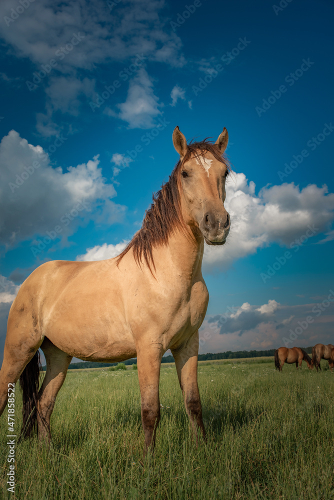 Horses graze on the collective farm field in summer. Horses graze on the collective farm field in summer.