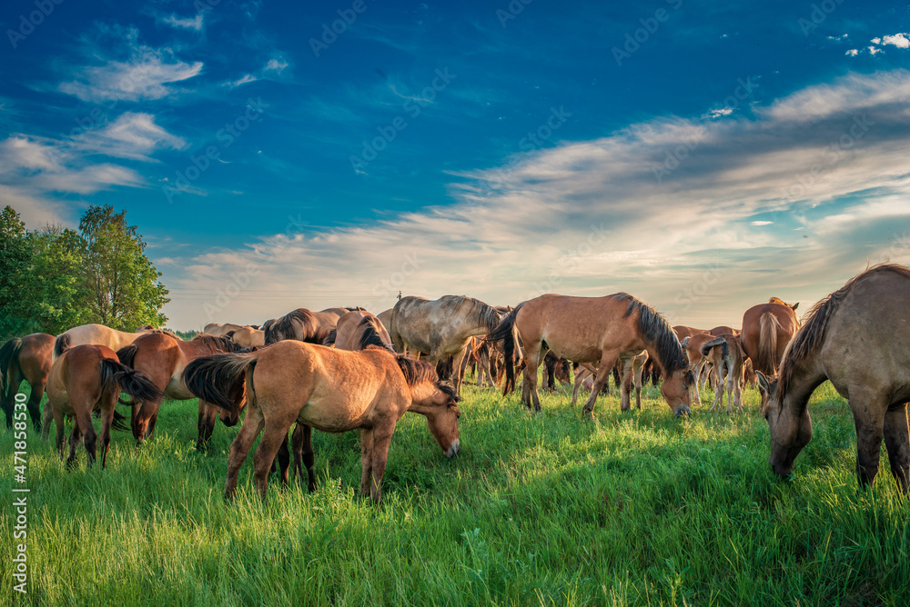 Horses graze on the collective farm field in summer.