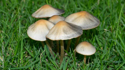 Wild mushroom growing in green grass field.