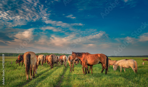 Horses graze on the collective farm field in summer.