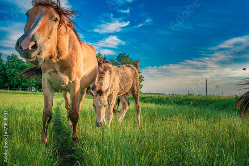 Horses graze on the collective farm field in summer.