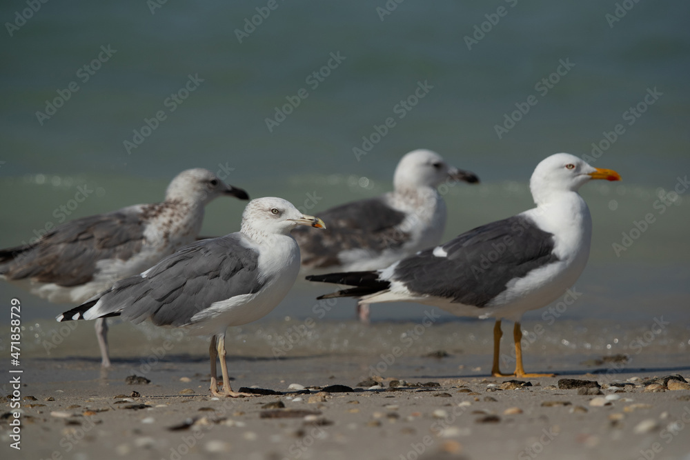 Caspian Gulls and Yellow-legged gull at Busaiteen coast of Bahrain Caspian Gulls and Yellow-legged gull at Busaiteen coast of Bahrain